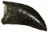 Serrated Tyrannosaur Tooth - Judith River Formation #335897-1
